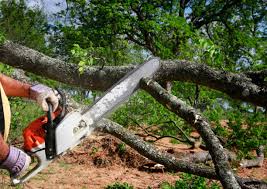 How Our Tree Care Process Works  in Punta Rassa, FL